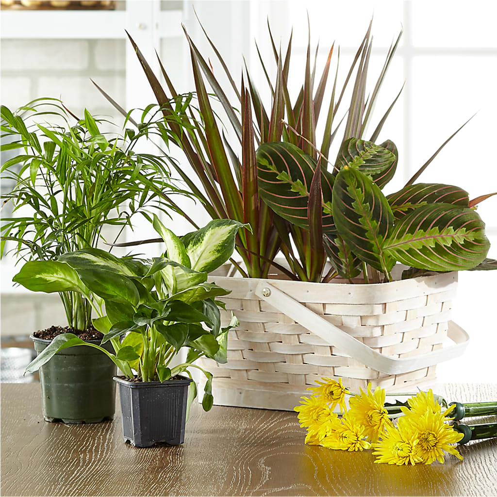Florist Designed Blooming and Green Plants in a Basket – 256 Florals, Huntsville AL