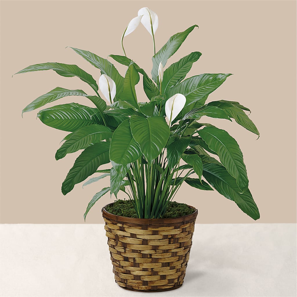 Tranquil Moments Peace Lily Plant – 256 Florals, Huntsville AL