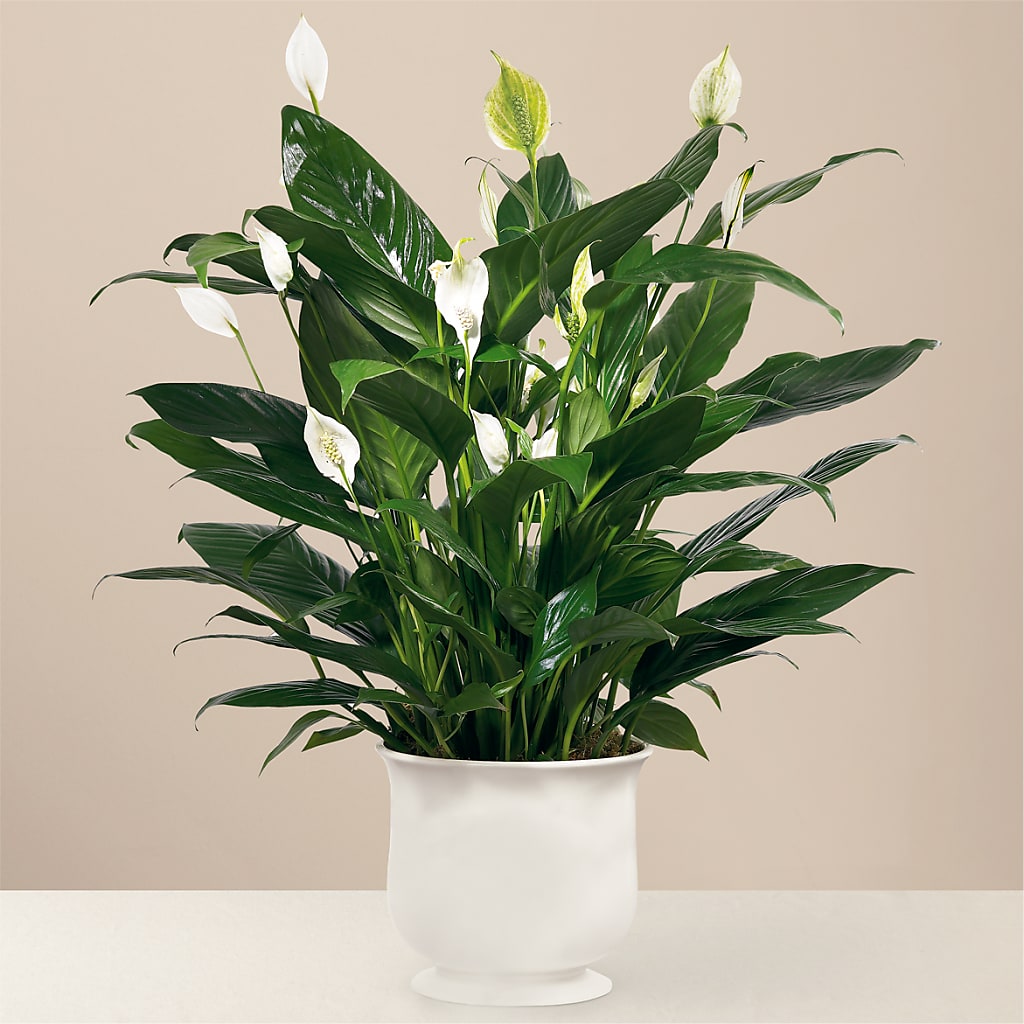 Comfort Planter – 256 Florals, Huntsville AL