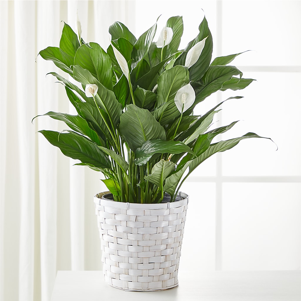 A New Leaf Peace Lily – 256 Florals, Huntsville AL