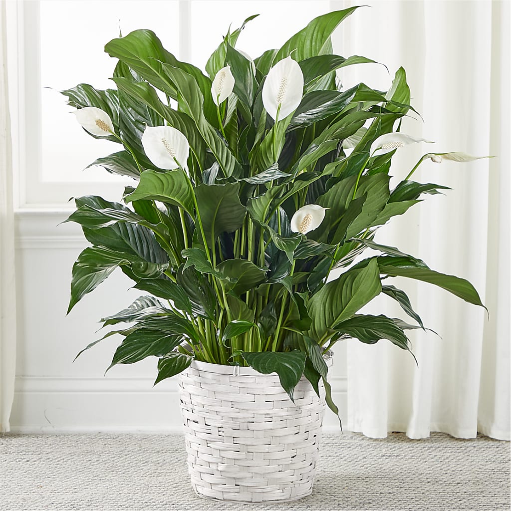 A New Leaf Peace Lily – 256 Florals, Huntsville AL