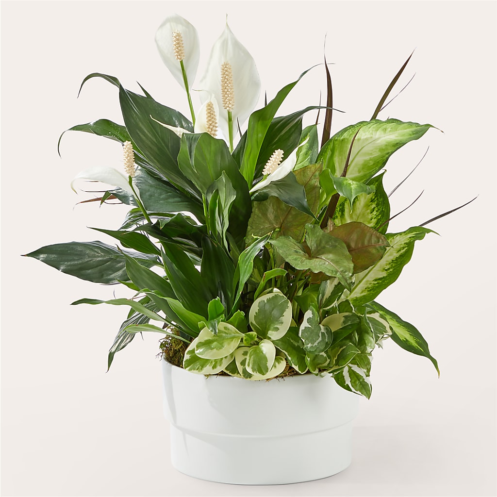 Radiating Positivity Dishgarden – 256 Florals, Huntsville AL