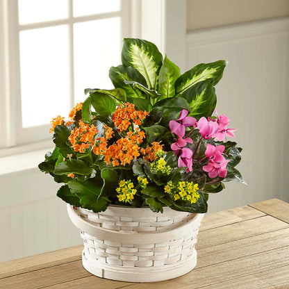 Color Crush Dishgarden –  256 Florals, Huntsville AL