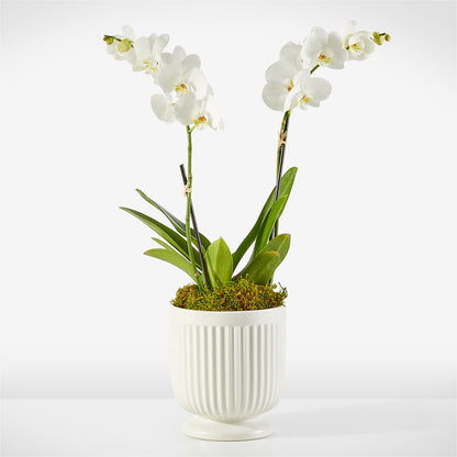 Whispering White Orchid –  256 Florals, Huntsville AL