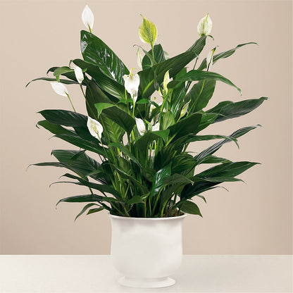 Comfort Planter –  256 Florals, Huntsville AL