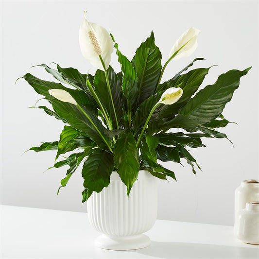 Comfort Planter –  256 Florals, Huntsville AL