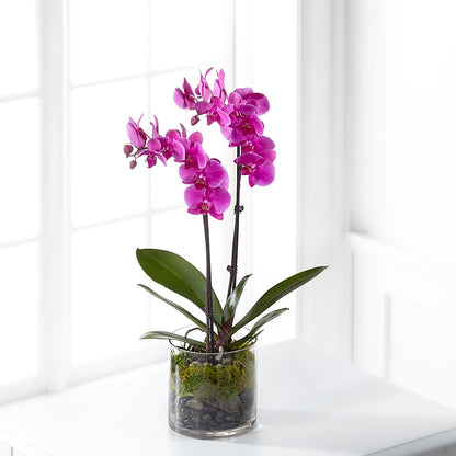 Pink Orchid Plant –  256 Florals, Huntsville AL