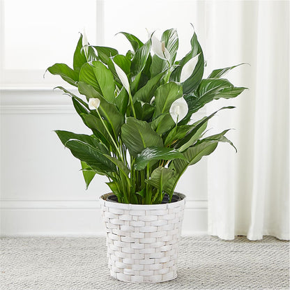 A New Leaf Peace Lily –  256 Florals, Huntsville AL