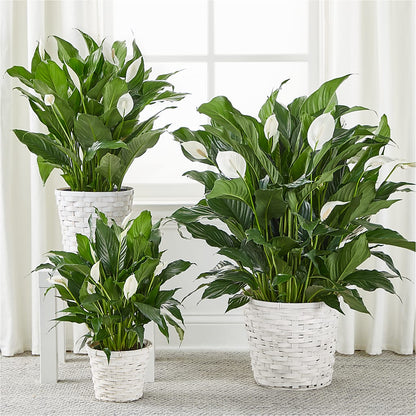 A New Leaf Peace Lily –  256 Florals, Huntsville AL
