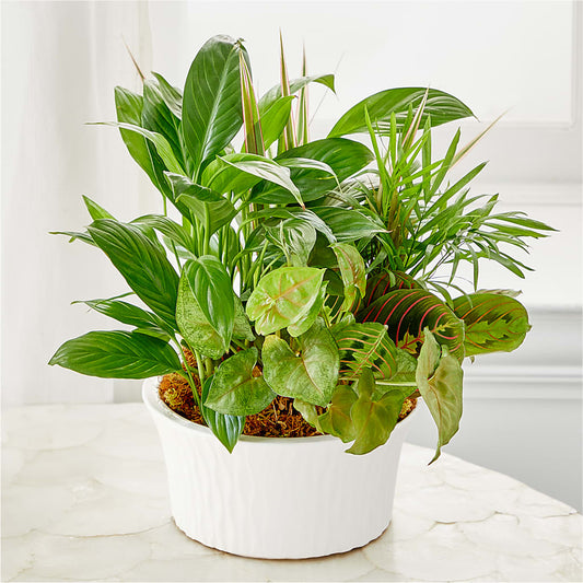 Balance & Harmony Dishgarden –  256 Florals, Huntsville AL