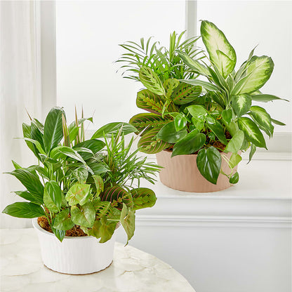 Balance & Harmony Dishgarden –  256 Florals, Huntsville AL