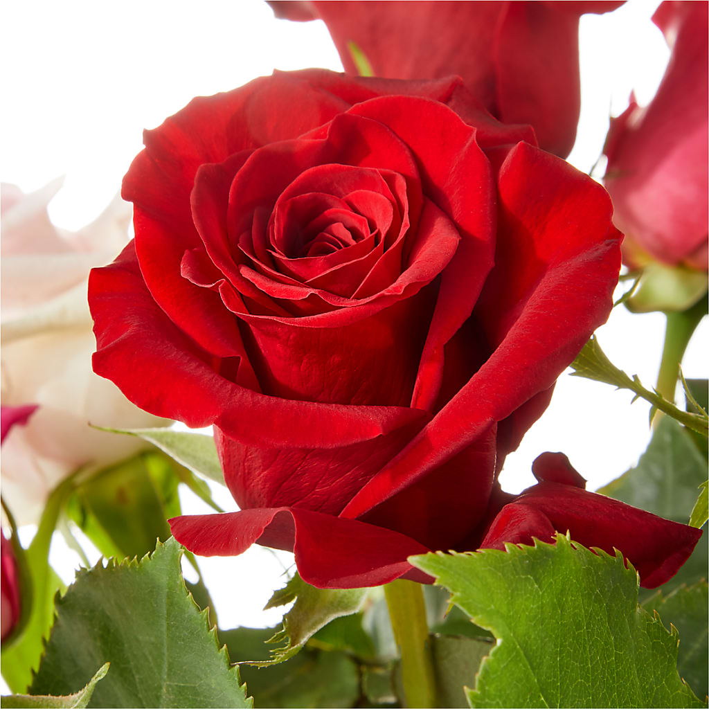 Love Notes Rose Bouquet –  256 Florals, Huntsville AL
