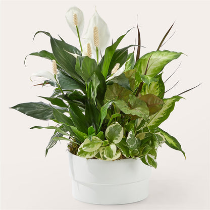 Radiating Positivity Dishgarden –  256 Florals, Huntsville AL